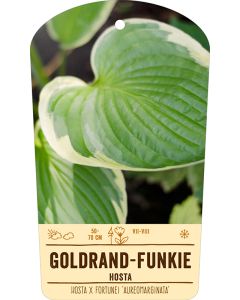 Bildstabetikett, Hosta x fortunei 'Aureomarginata' VS