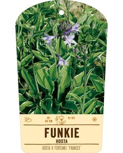 Bildstabetikett, Hosta x fortunei 'Francee' VS
