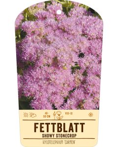 Bildstabetikett, Hylotelephium 'Carmen' VS