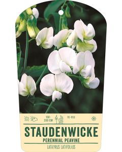 Bildstabetikett, Lathyrus latifolius VS