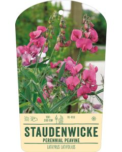 Bildstabetikett, Lathyrus latifolius VS