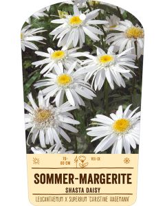 Bildstabetikett, Leucanthemum x superbum 'Christine Hagemann' VS