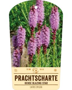 Bildstabetikett, Liatris spicata VS
