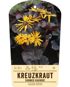 Bildstabetikett, Ligularia dentata VS