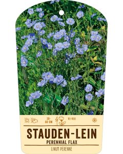 Bildstabetikett, Linum perenne VS