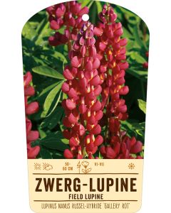 Bildstabetikett, Lupinus Nanus Russel-Hybr. 'Gallery Rot' VS
