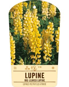 Bildstabetikett, Lupinus Polyphyllus VS