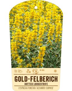 Bildstabetikett, Lysimachia punctata 'Alexander Surprise' VS