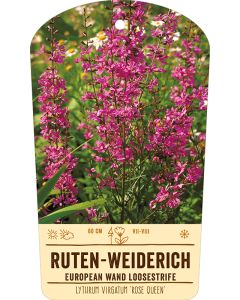 Bildstabetikett, Lythrum virgatum 'Rose Queen' VS