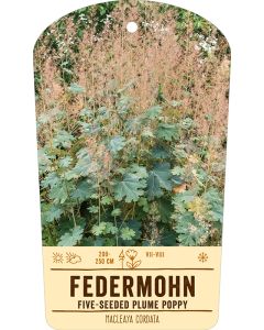 Bildstabetikett, Macleaya cordata VS