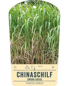 Bildstabetikett, Miscanthus japonicus VS