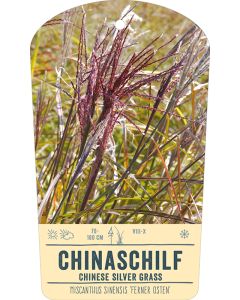 Bildstabetikett, Miscanthus sinensis 'Ferner Osten' VS