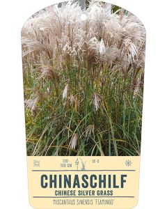 Bildstabetikett, Miscanthus sinensis 'Flamingo' VS