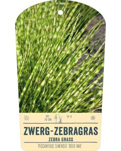 Bildstabetikett, Miscanthus sinensis 'Gold Bar'® VS