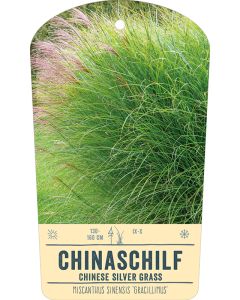 Bildstabetikett, Miscanthus sinensis 'Gracillimus' VS