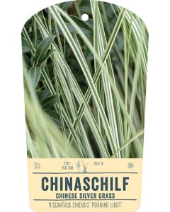 Bildstabetikett, Miscanthus sinensis 'Morning Light' VS