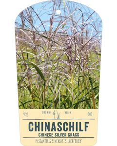 Bildstabetikett, Miscanthus sinensis 'Silberfeder' VS