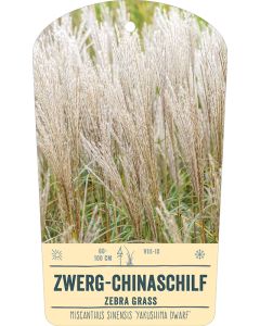 Bildstabetikett, Miscanthus sinensis 'Yakushima Dwarf' VS