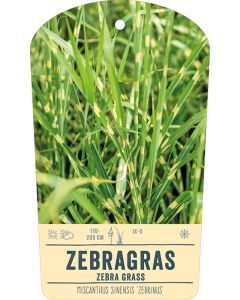 Bildstabetikett, Miscanthus sinensis 'Zebrinus' VS
