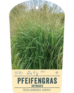 Bildstabetikett, Molinia arundinacea 'Windspiel' VS