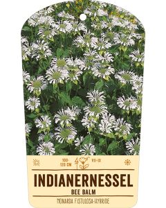 Bildstabetikett, Monarda Fistulosa VS