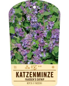 Bildstabetikett, Nepeta x faassenii VS