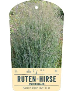 Bildstabetikett, Panicum virgatum 'Heavy Metal' VS