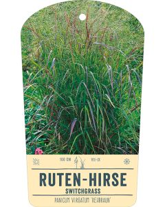 Bildstabetikett, Panicum virgatum 'Rehbraun' VS