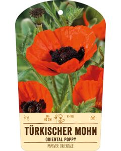 Bildstabetikett, Papaver orientale VS