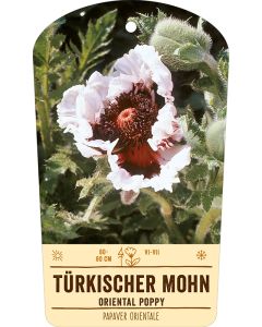 Bildstabetikett, Papaver orientale VS