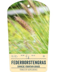 Bildstabetikett, Pennisetum alopecuroides VS