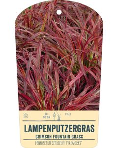 Bildstabetikett, Pennisetum setaceum 'Fireworks'® VS