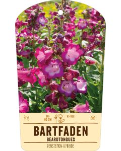 Bildstabetikett, Penstemon-Hybride VS