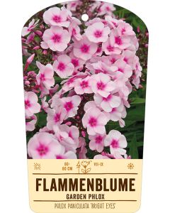 Bildstabetikett, Phlox paniculata 'Bright Eyes' VS