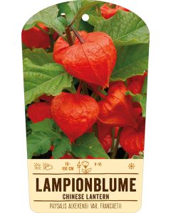 Bildstabetikett, Physalis alkekengi var. franchetii VS