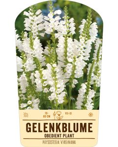 Bildstabetikett, Physostegia virginiana VS