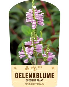 Bildstabetikett, Physostegia virginiana VS