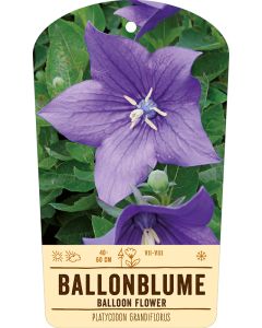 Bildstabetikett, Platycodon grandiflorus VS