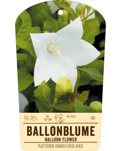 Bildstabetikett, Platycodon grandiflorus albus VS