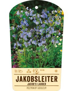 Bildstabetikett, Polemonium caeruleum VS