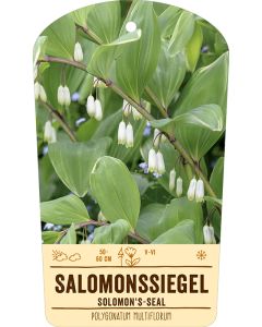 Bildstabetikett, Polygonatum multiflorum VS