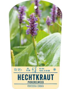 Bildstabetikett, Pontederia cordata VS