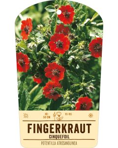 Bildstabetikett, Potentilla atrosanguinea VS