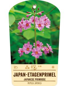 Bildstabetikett, Primula japonica VS