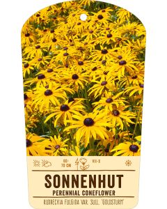 Bildstabetikett, Rudbeckia fulgida var. sull. 'Goldsturm' VS
