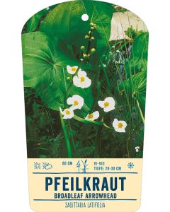 Bildstabetikett, Sagittaria latifolia VS
