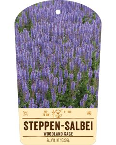 Bildstabetikett, Salvia nemorosa VS
