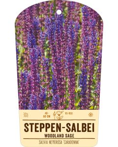 Bildstabetikett, Salvia nemorosa 'Caradonna' VS