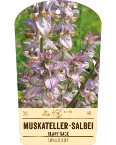 Bildstabetikett, Salvia sclarea VS