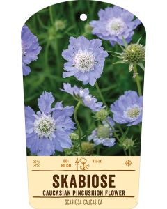 Bildstabetikett, Scabiosa caucasica VS